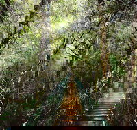 O'Reilly's  Lamington National Park from Gold Coast - Broome Tourism