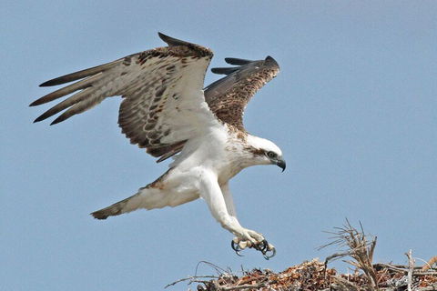 Shipwreck Special Nature Tour/Half Day Tour - Broome Tourism 4