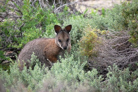 Pink Lake + Abrolhos Islands Nature Tour - Broome Tourism 1