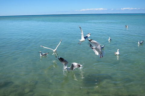 Pink Lake + Abrolhos Islands Nature Tour - Broome Tourism 5