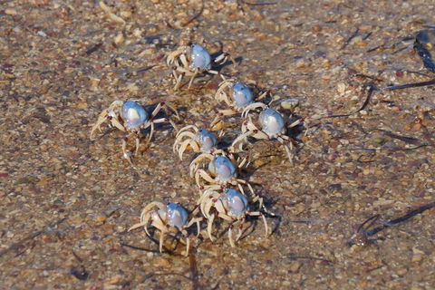 Best Of Moreton Bay Cruise - Broome Tourism 3
