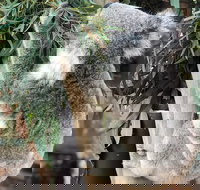 Private Blue Mountains and Wildlife Park Tour from Sydney with Barbecue Lunch - Broome Tourism