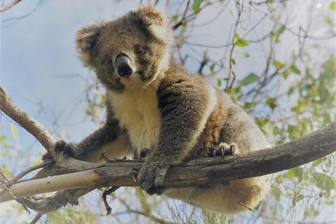 Kangaroo Island Scenic Trail Tour - Broome Tourism 2