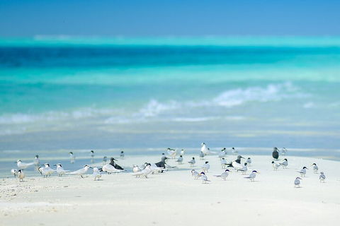 Private Coral Cay Bubbles Tour - Broome Tourism 2