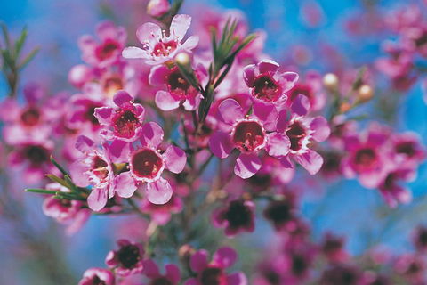 Best Of Perth Wildflower Season Day Trip - Broome Tourism 1