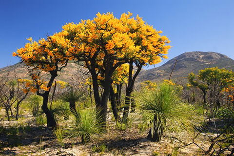 Best Of Perth Wildflower Season Day Trip - Broome Tourism 3