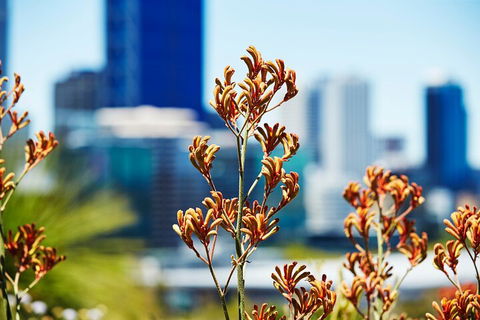 Best Of Perth Wildflower Season Day Trip - Broome Tourism 4
