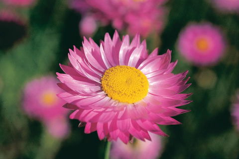 Best Of Perth Wildflower Season Day Trip - Broome Tourism 5