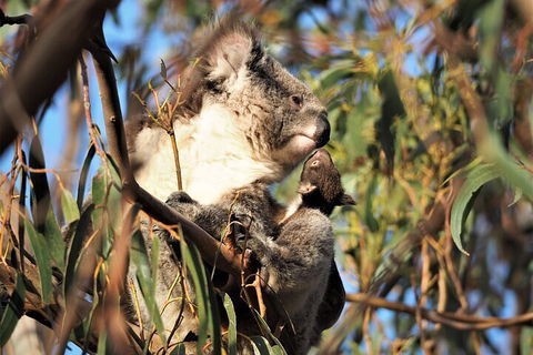2-Hour Koala Walking Tour In Kangaroo Island - Broome Tourism 1