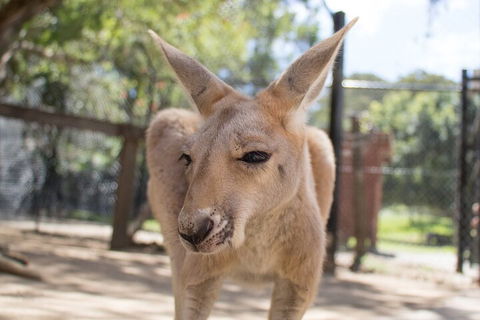 Currumbin Wildlife Sanctuary General Entry Ticket - Broome Tourism 2