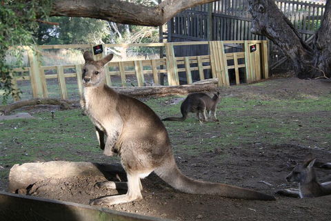 Mt. Wellington, Bonorong And Richmond Day Tour From Hobart - Broome Tourism 2