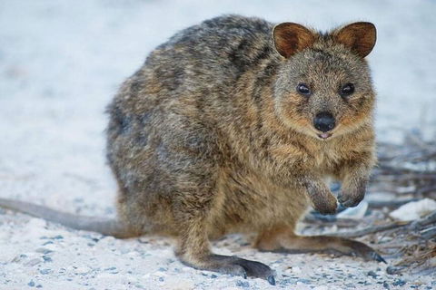 Perth To Rottnest Island Roundtrip Ferry Ticket - Broome Tourism 3