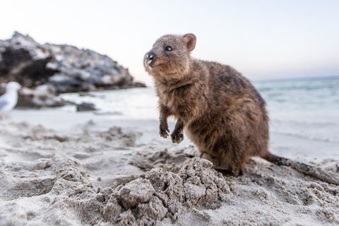 Perth To Rottnest Island Roundtrip Ferry Ticket - Broome Tourism 5