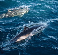 Sydney Whale-Watching Cruise - Broome Tourism