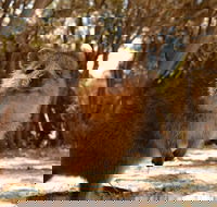 Pinnacles  Rottnest Island Scenic Air  Ground Tour - Broome Tourism