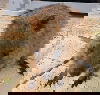 Wave Rock Pinnacles and Rottnest One Day Aeroplane Tour - Broome Tourism