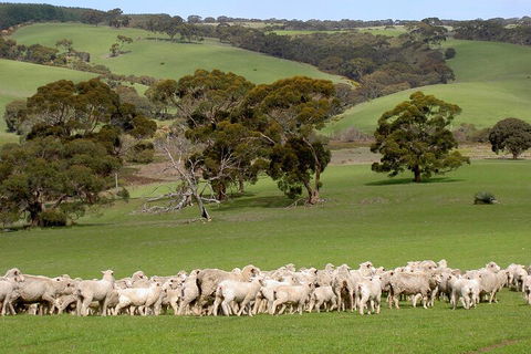 Kangaroo Island Luxury Small Group 'Island Life' Full Day Tour - Broome Tourism 1