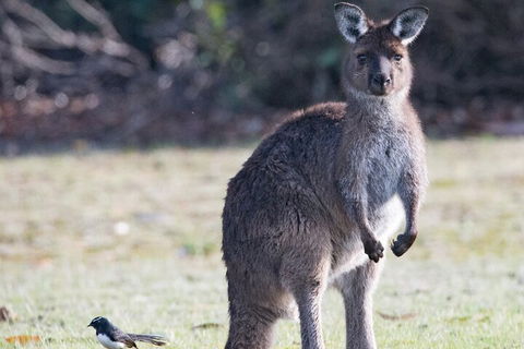 Kangaroo Island Luxury Small Group 'Island Life' Full Day Tour - Broome Tourism 2
