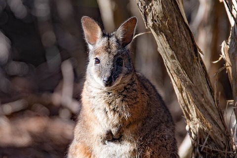 Kangaroo Island Luxury Small Group 'Island Life' Full Day Tour - Broome Tourism 3