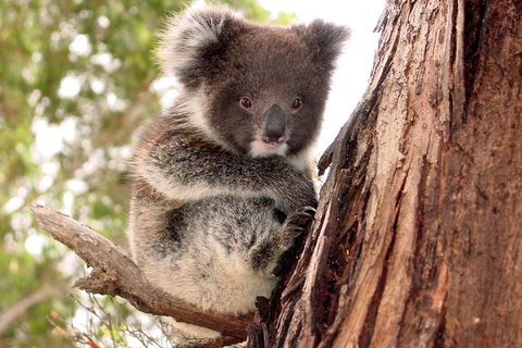 Kangaroo Island Luxury Small Group 'Island Life' Full Day Tour - Broome Tourism 4