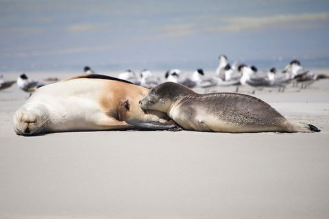 Kangaroo Island Luxury Small Group 'Island Life' Full Day Tour - Broome Tourism 5