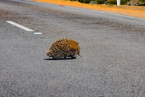 Kangaroo Island Luxury Small Group 'Flinders Chase Focus' Full Day Tour - Broome Tourism 3
