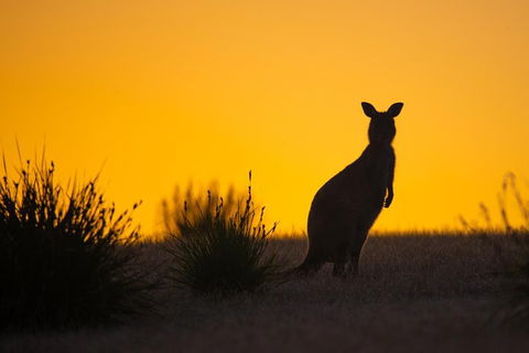 Kangaroo Island Luxury Small Group 'Flinders Chase Focus' Full Day Tour - Broome Tourism 5
