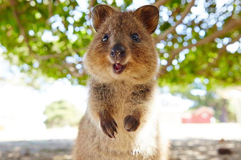 Discover Rottnest With Ferry & Bus Tour From Perth Or Fremantle - Broome Tourism 0