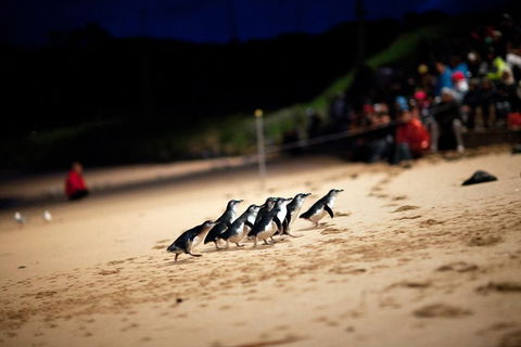 2-Day Great Ocean Road, Mornington Peninsula And Phillip Island Tour - Broome Tourism 1