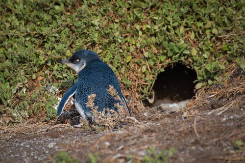 Small-Group Phillip Island Penguin Parade Day Tour From Melbourne - Broome Tourism 1