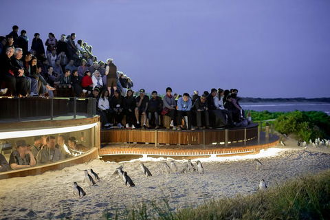 Small-Group Phillip Island Penguin Parade Day Tour From Melbourne - Broome Tourism 3