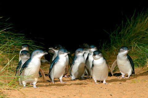 Puffing Billy, Moonlit Sanctuary & Penguins Day Tour - Broome Tourism 0