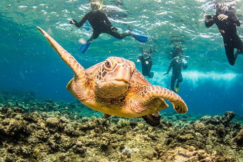 Great Barrier Reef Diving And Snorkeling Cruise From Cairns - Broome Tourism 3