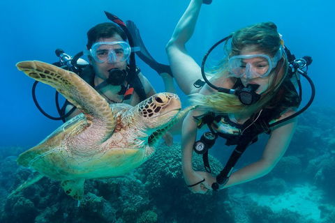 Great Barrier Reef Diving And Snorkeling Cruise From Cairns - Broome Tourism 4