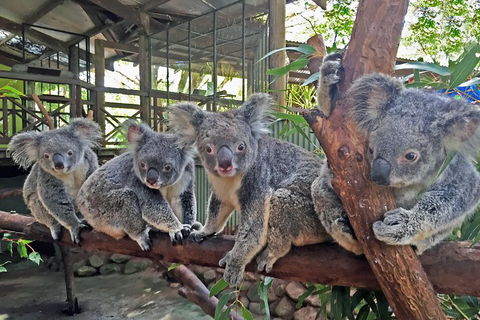 Best Of Kuranda Including Skyrail, Kuranda Scenic Railway And Rainforestation - Broome Tourism 4