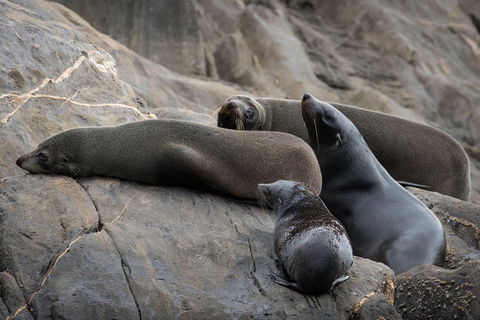 Kangaroo Island Ocean Safari - Snorkeling Safari - Broome Tourism 0