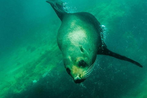 Kangaroo Island Ocean Safari - Snorkeling Safari - Broome Tourism 1