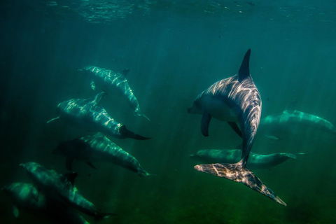 Kangaroo Island Ocean Safari - Snorkeling Safari - Broome Tourism 2