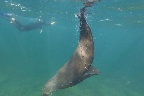 Kangaroo Island Ocean Safari - Snorkeling Safari - Broome Tourism 3