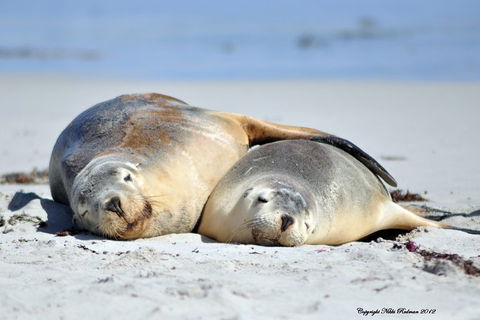NEW TOUR - Kangaroo Island Road To Recovery Tour (1 Day/1 Night) - Broome Tourism 1