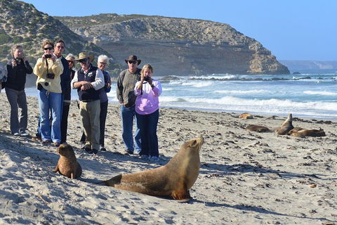 Full Day Seal Bay Experience Departing From Kangaroo Island - Broome Tourism 0