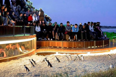 Small-Group Phillip Island Day Trip From Melbourne - Broome Tourism 4