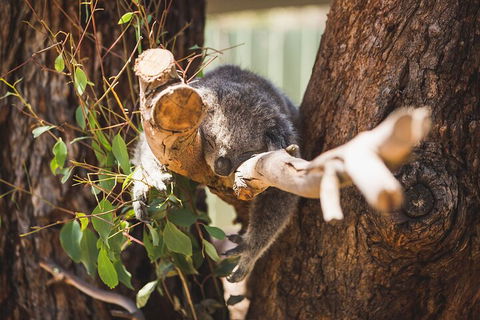 Melbourne City Tour And Phillip Island In One Day - Broome Tourism 0