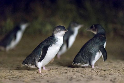 Private Tour: Phillip Island, Penguin Parade And Moonlit Sanctuary Conservation Park From Melbourne - Broome Tourism 2