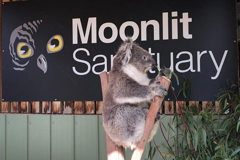 Private Tour: Phillip Island, Penguin Parade And Moonlit Sanctuary Conservation Park From Melbourne - Broome Tourism 3