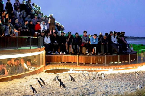 Private Tour: Phillip Island, Penguin Parade And Moonlit Sanctuary Conservation Park From Melbourne - Broome Tourism 4