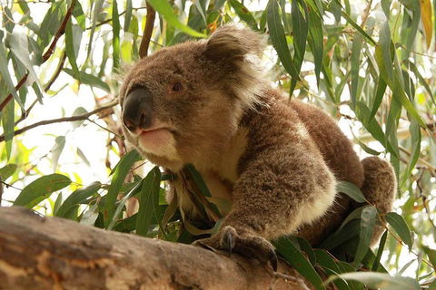 Private Tour: Phillip Island, Penguin Parade And Moonlit Sanctuary Conservation Park From Melbourne - Broome Tourism 5