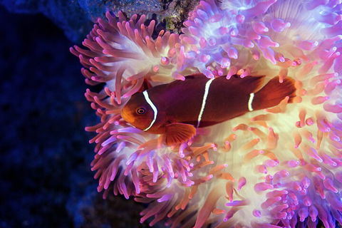 Cairns Aquarium By Twilight With 3-Course Dinner - Broome Tourism 0