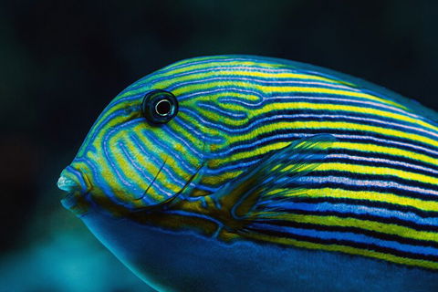 Cairns Aquarium By Twilight With 3-Course Dinner - Broome Tourism 5