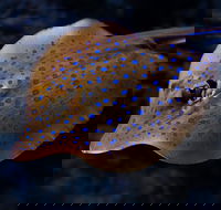 Cairns Aquarium Tour by Twilight with Drink and Appetiser - Broome Tourism